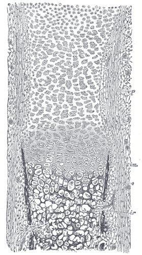 Gray's Anatomy micrograph showing the periosteum and subperiosteal bone deposition