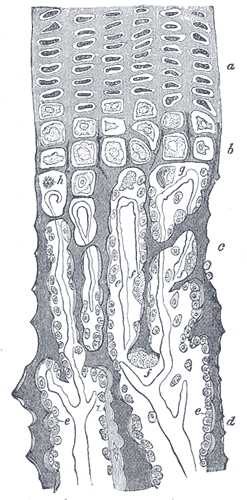 Gray's Anatomy micrograph showing endochondral ossification of the developing femur