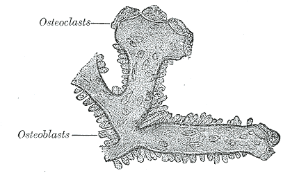 Gray's Anatomy micrograph showing osteoblasts and osteoclasts on a trabecula of bone