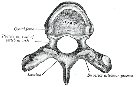 Gray's Anatomy illustration of a typical thoracic vertebra viewed from above