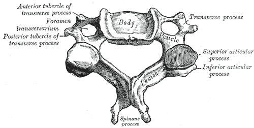Gray's Anatomy illustration of a cervical vertebra viewed from above