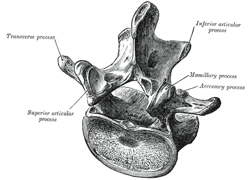 Gray's Anatomy illustration of a lumbar vertebra viewed from above
