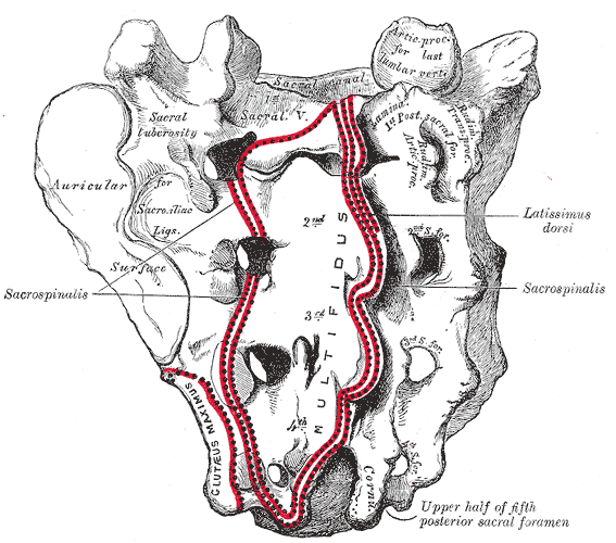 Gray's Anatomy illustration of the sacrum, dorsal surface