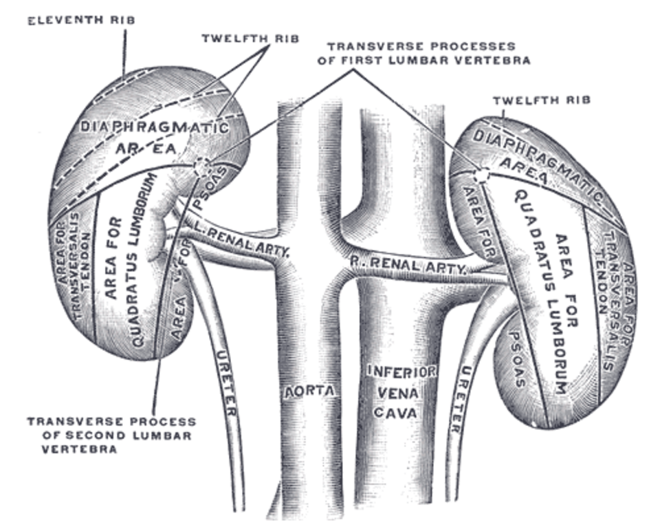Gray's Anatomy illustration of the urinary system