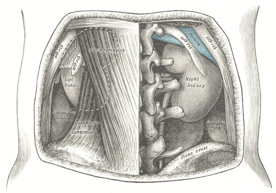 Gray's Anatomy illustration of the kidney section