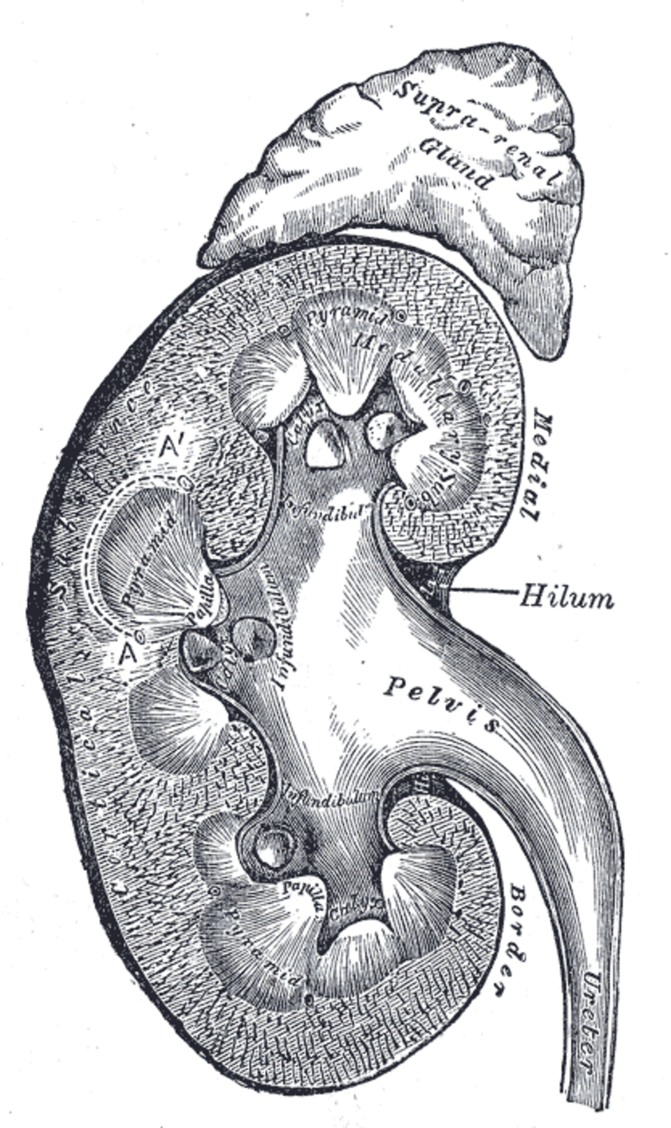 Nephron anatomy from Gray's Anatomy