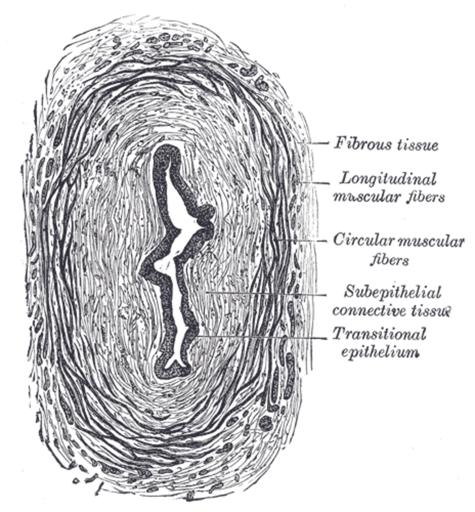 Gray's Anatomy illustration of the bladder