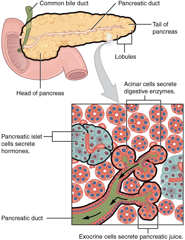 Microscopic view of pancreatic islets of Langerhans