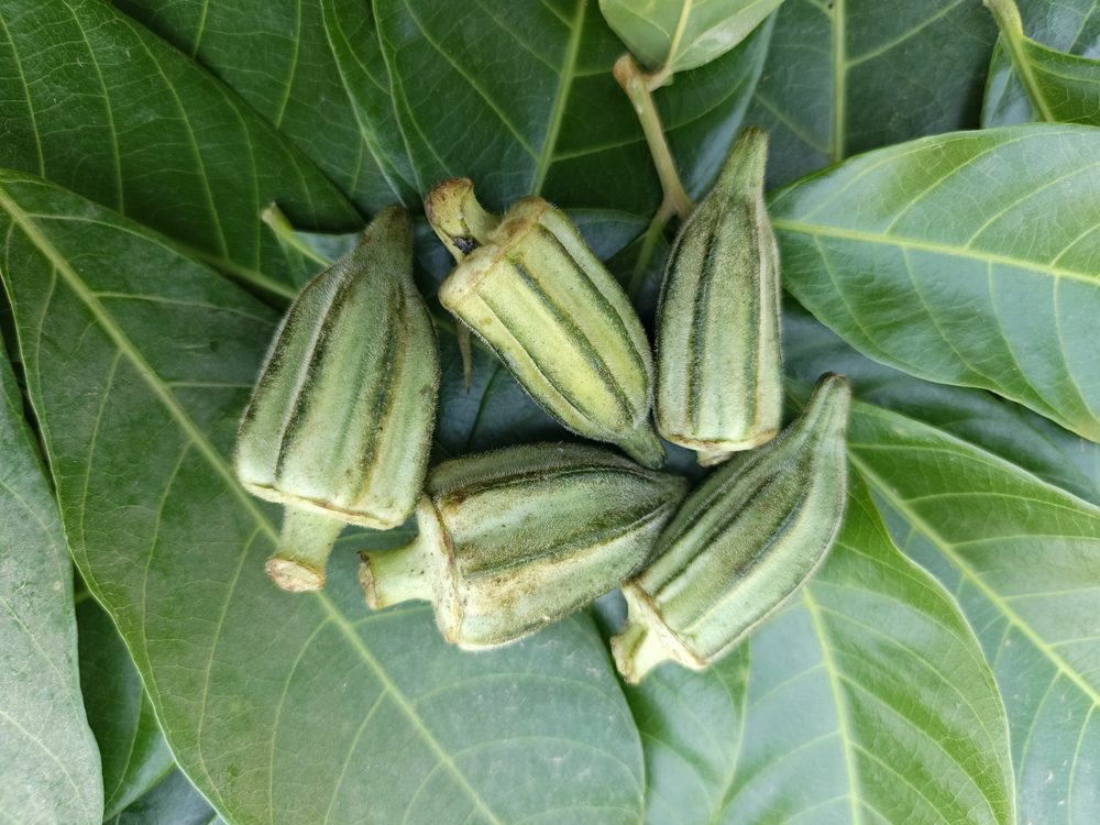 Okra