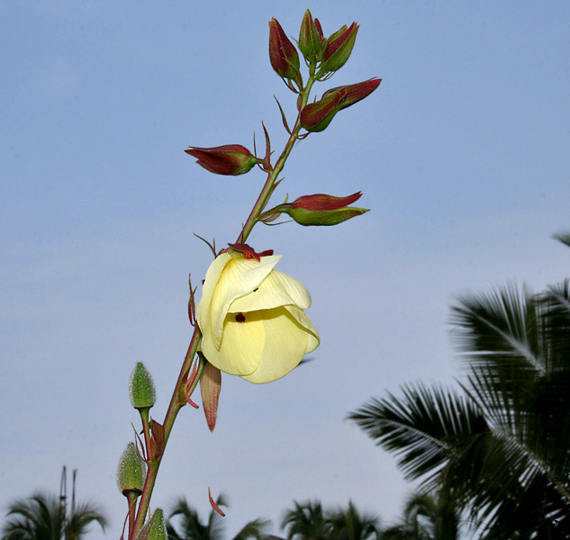 Manioc Hibiscus