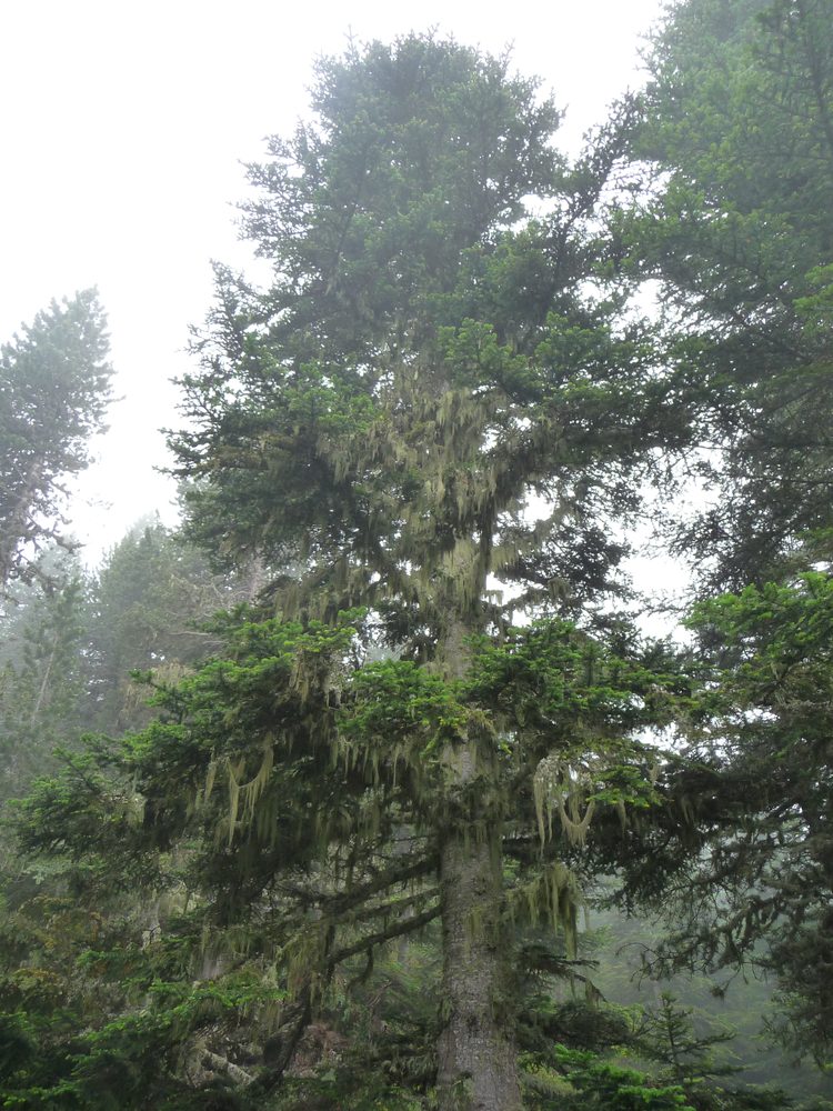 Silver-Fir