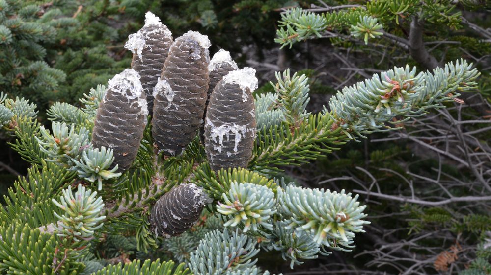 Balsam Fir