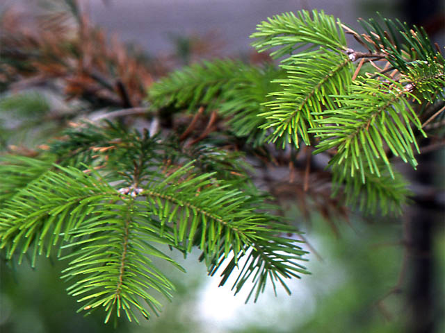 Japanese Fir