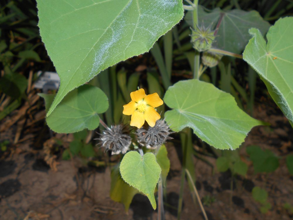 Velvet Leaf