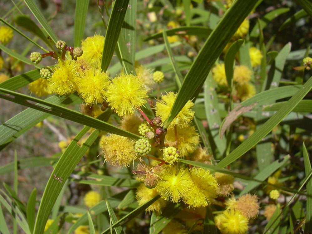 Formosa Koa
