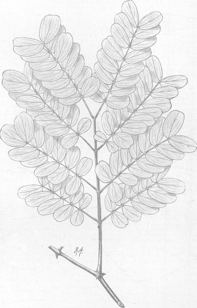 Acacia lenticularis