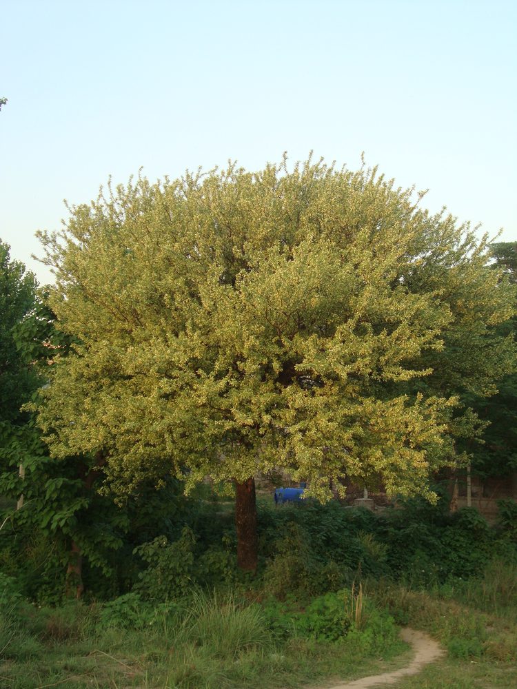 Acacia modesta