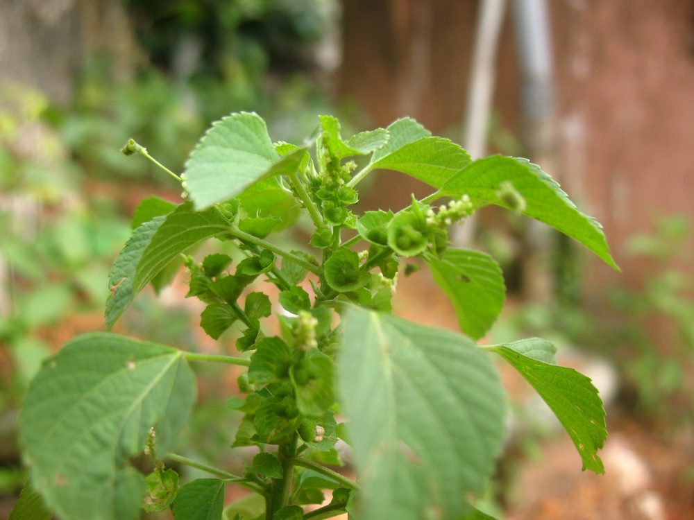 Cancer Herb