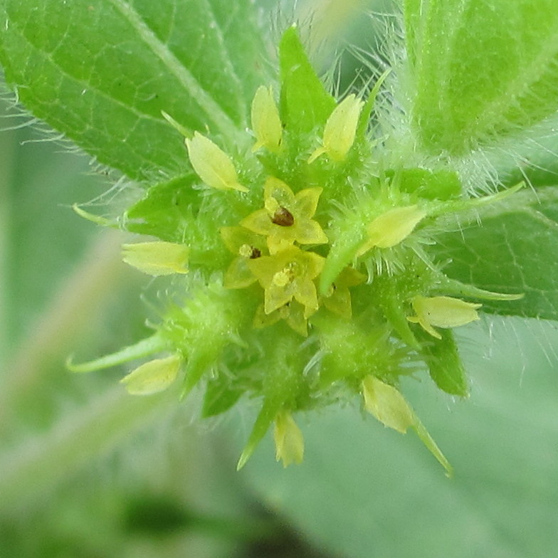 Acanthospermum hispidum