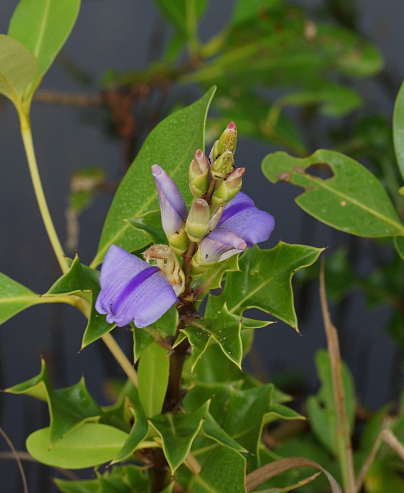 Acanthus ilicifolius