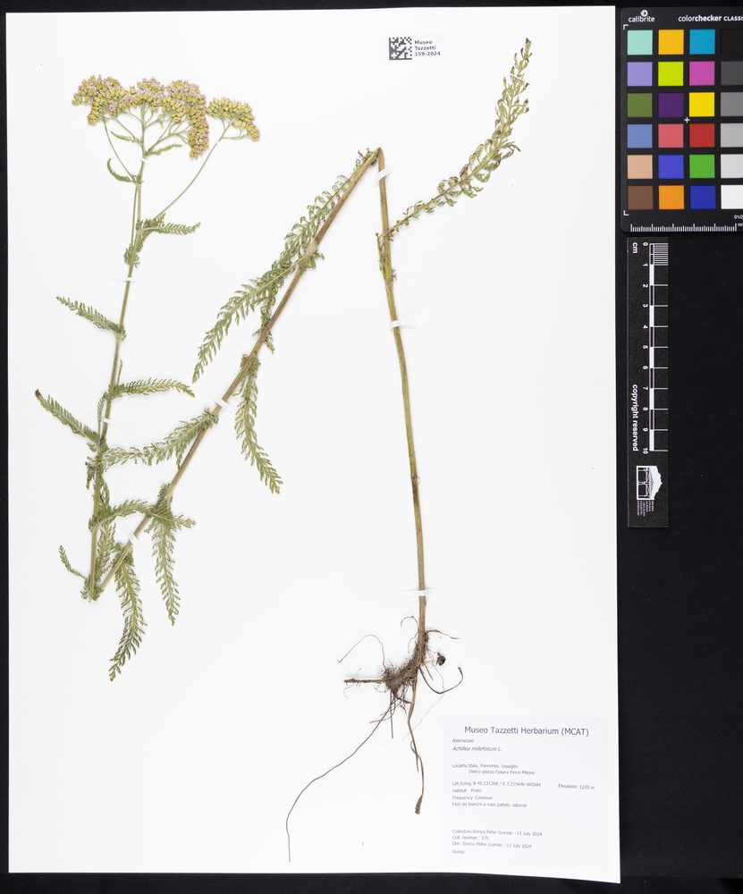 Yarrow