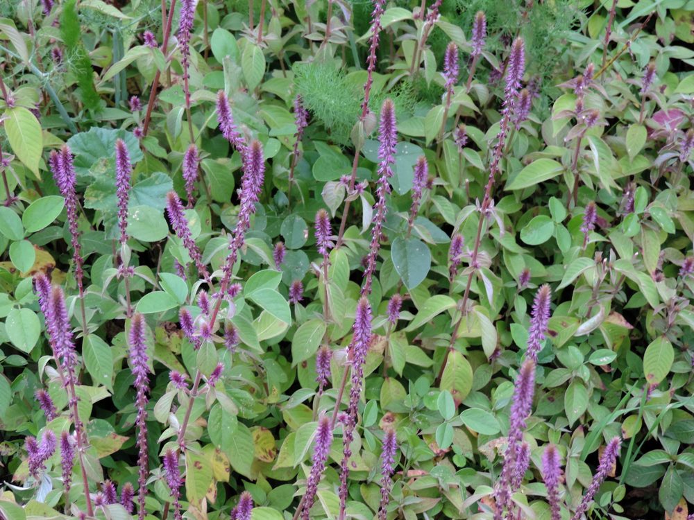 Chaff Flower