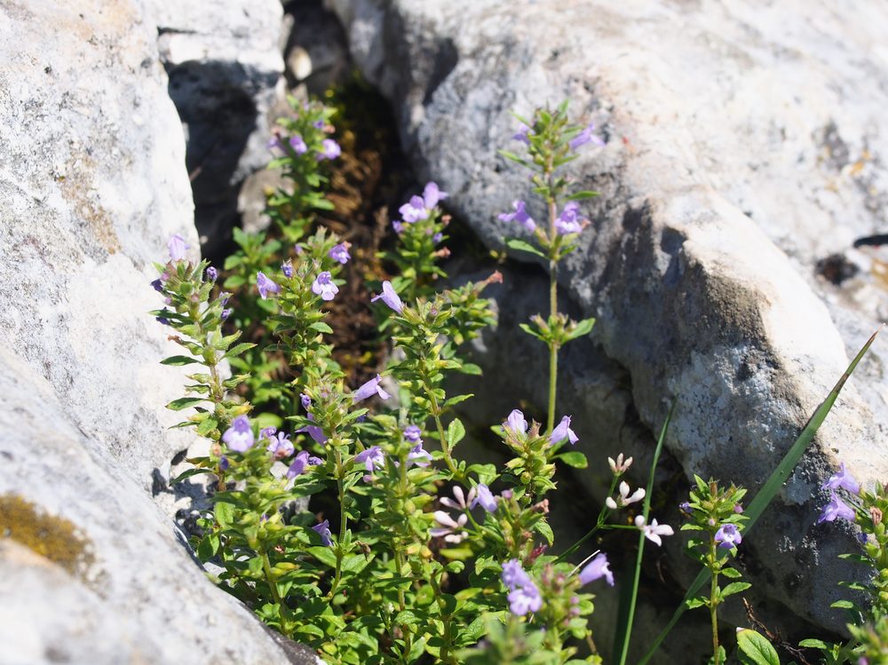 Acinos thymoides