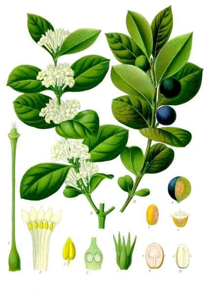 Arrow-Poison Tree
