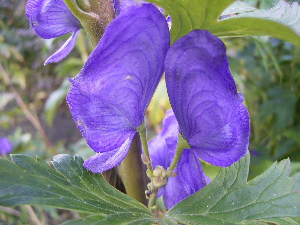 Aconite