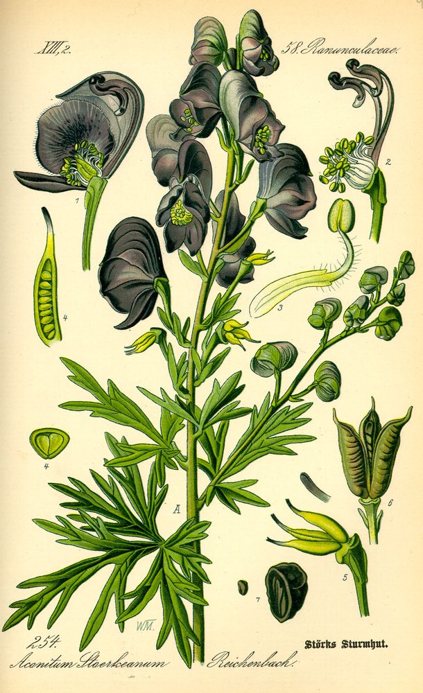 European Aconite