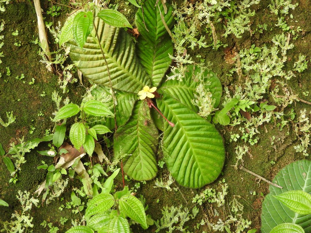 Acrotrema arnottianum