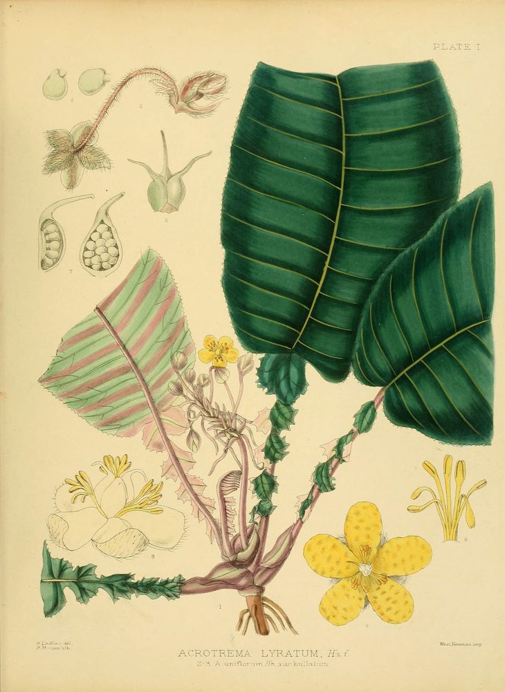 Acrotrema uniflorum