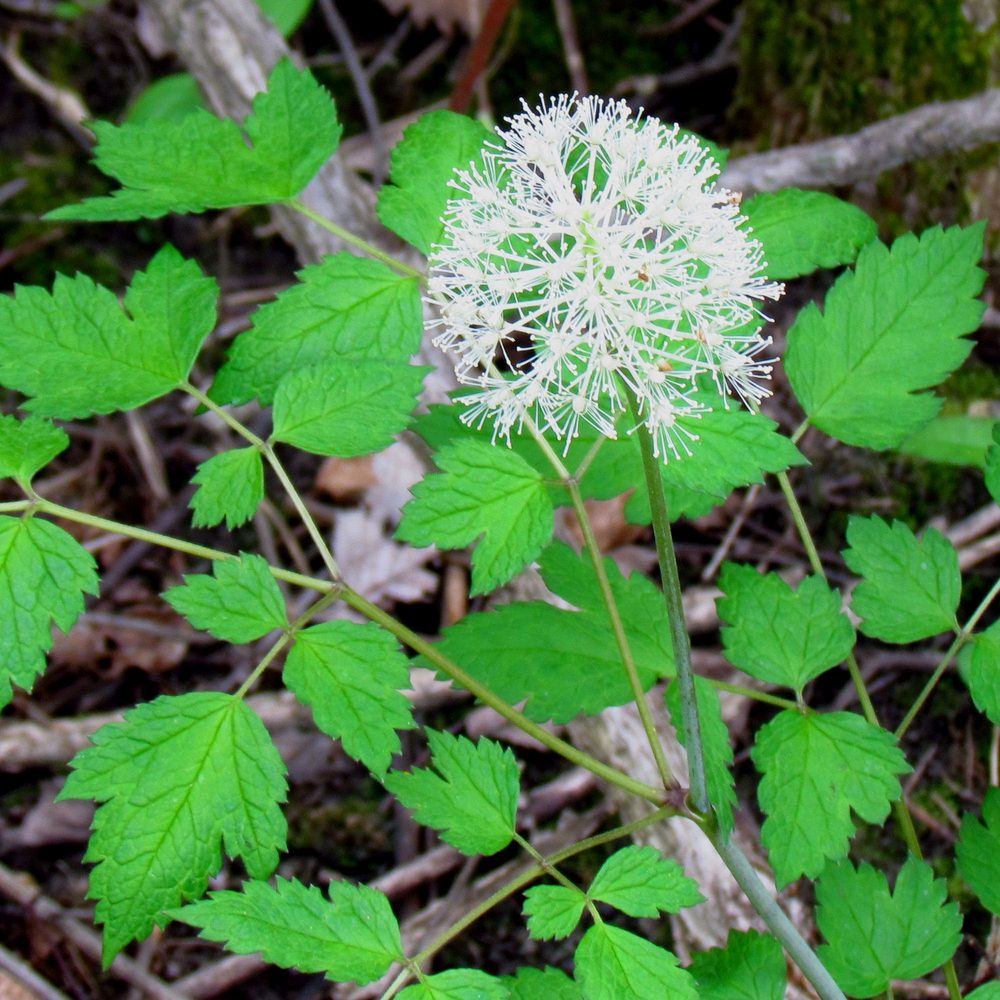 American Baneberry