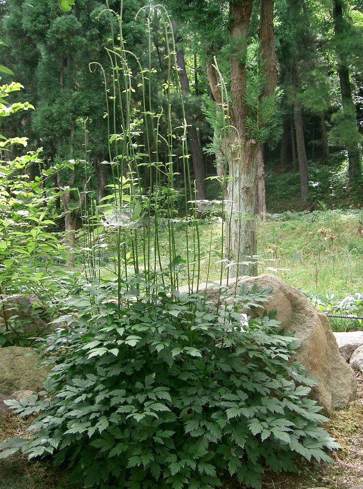 Ye sheng ma