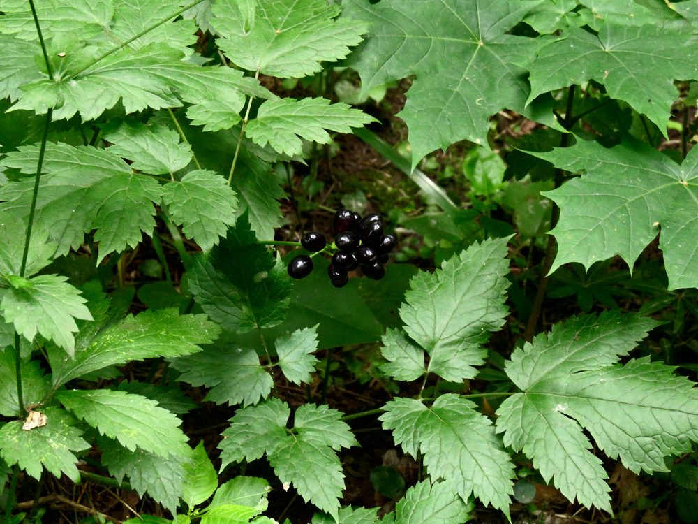European Baneberry