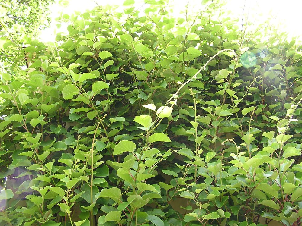 Kiwi