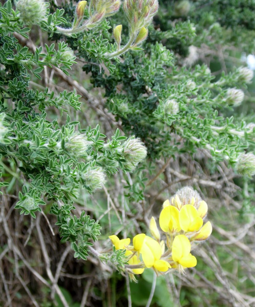 Adenocarpus foliolosus