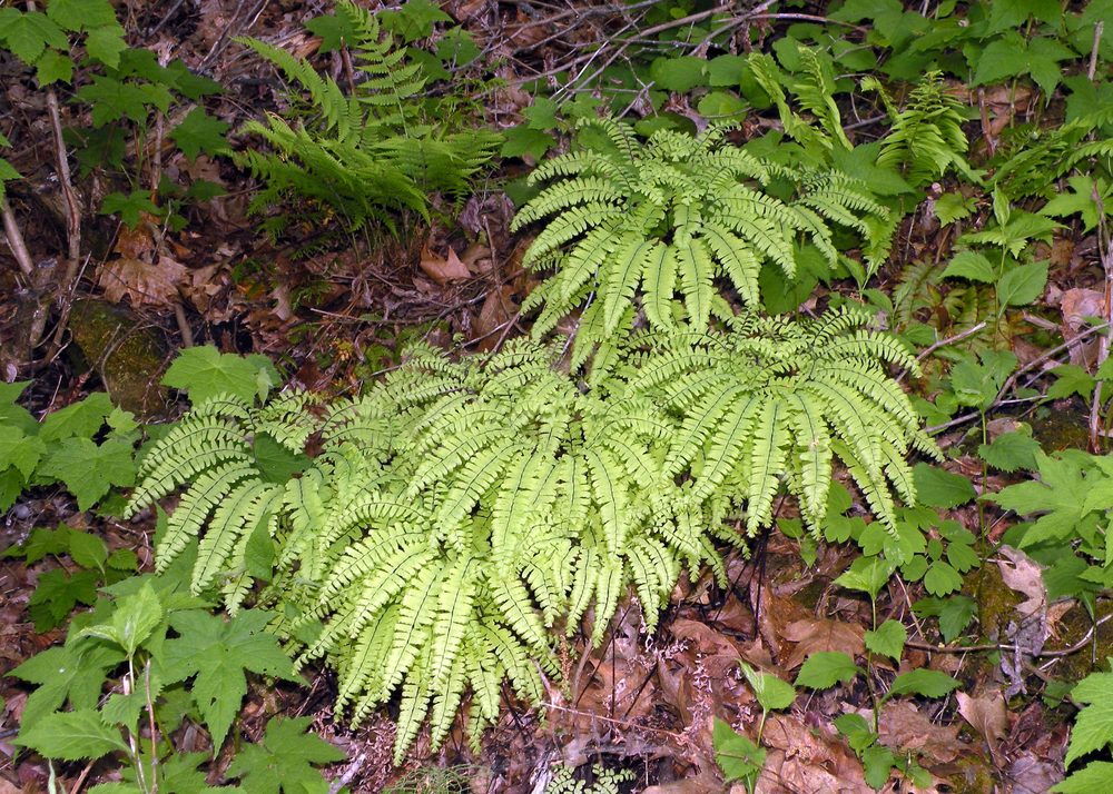 American Maidenhair