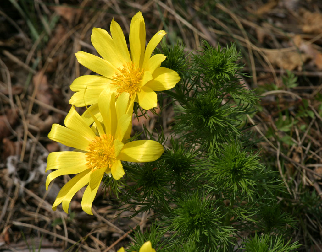 Spring Adonis