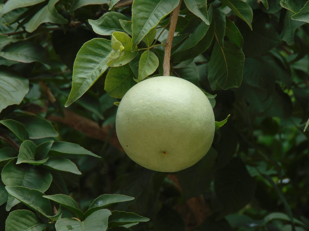 Bael de India