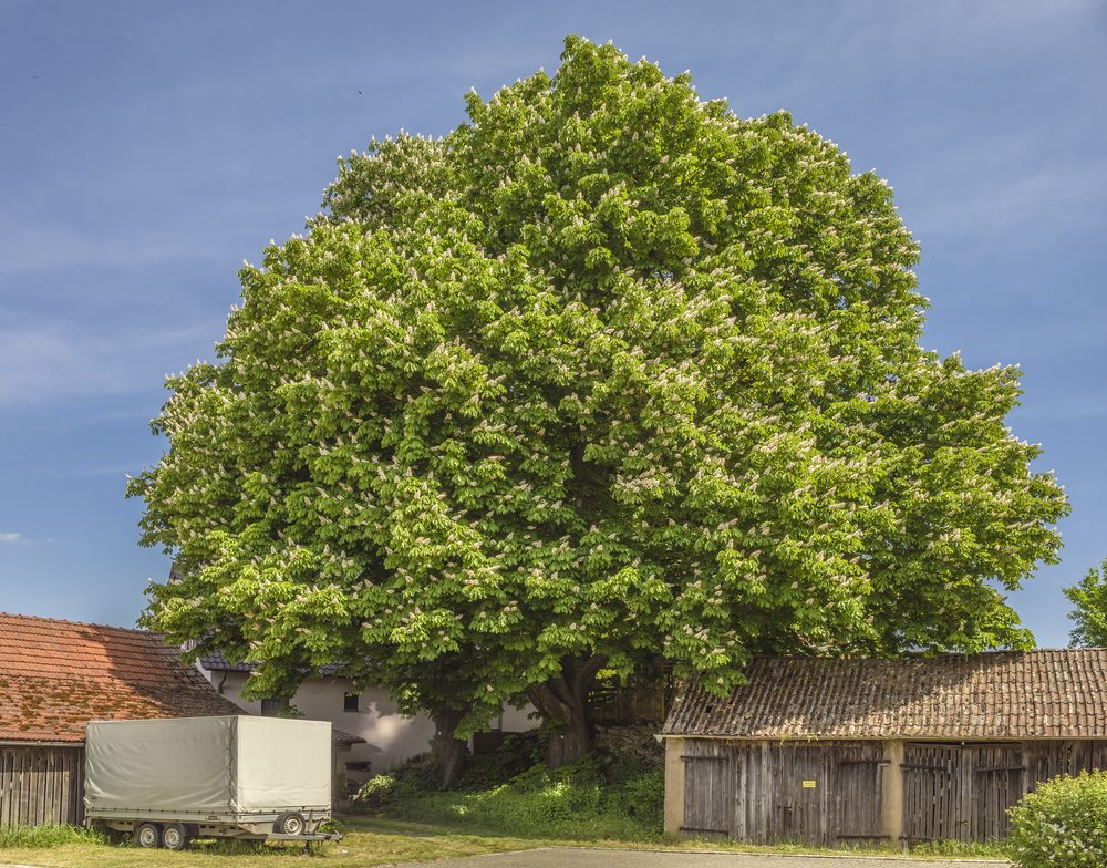 Horse Chestnut
