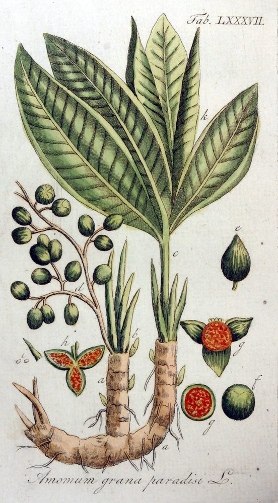 Alligator Pepper