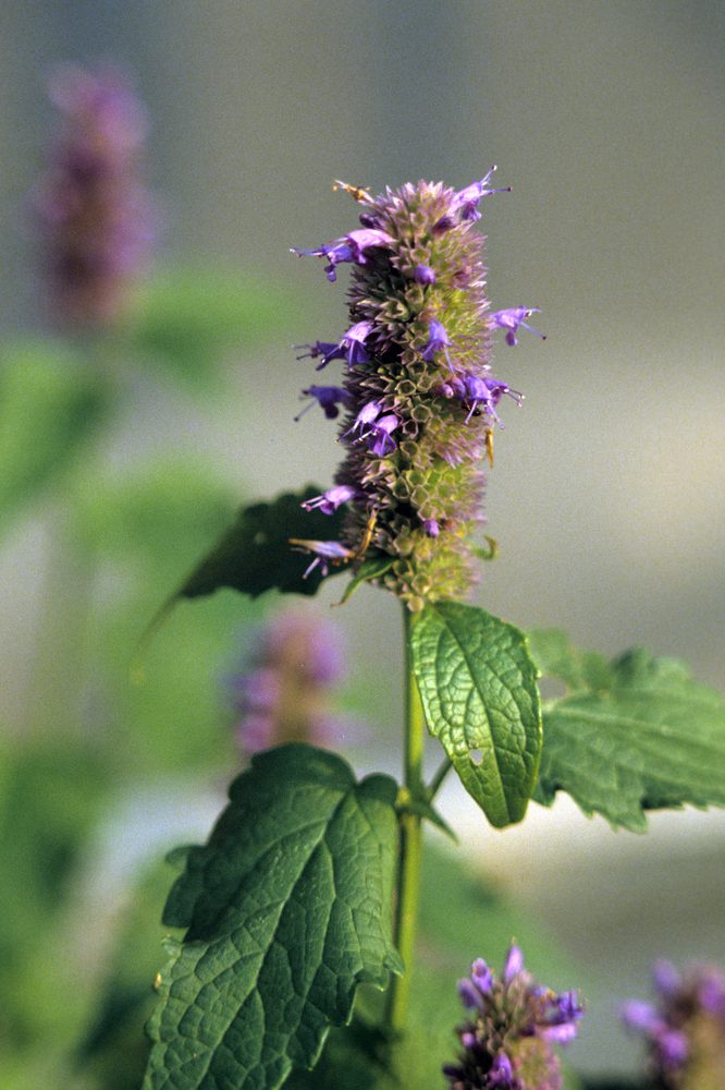 Giant Hyssop