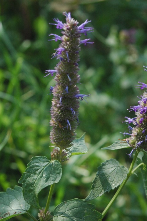 Agastache rugosa