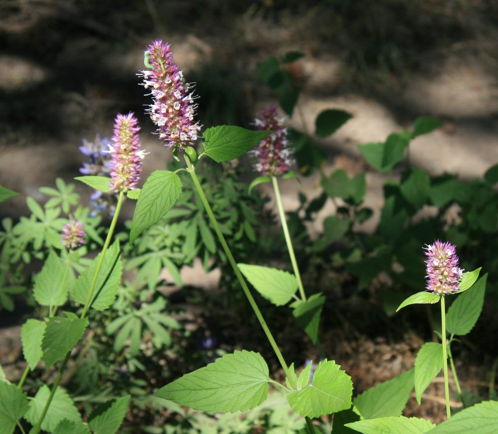 Nettle-Leaf Giant Hyssop
