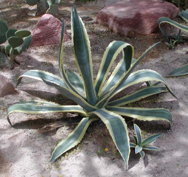 Century Plant