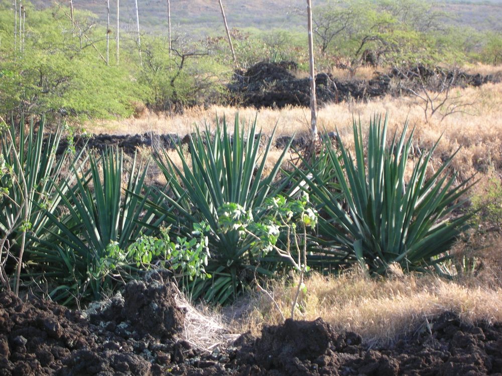 Mescal