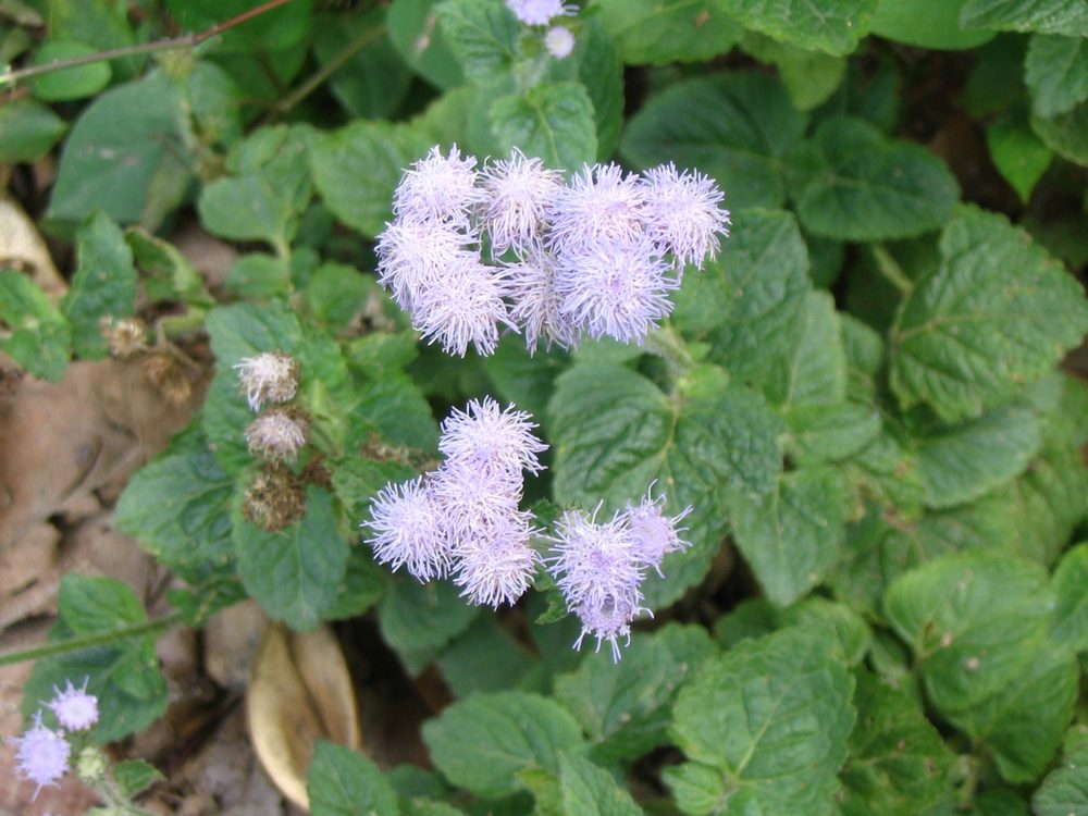 Mexican ageratum