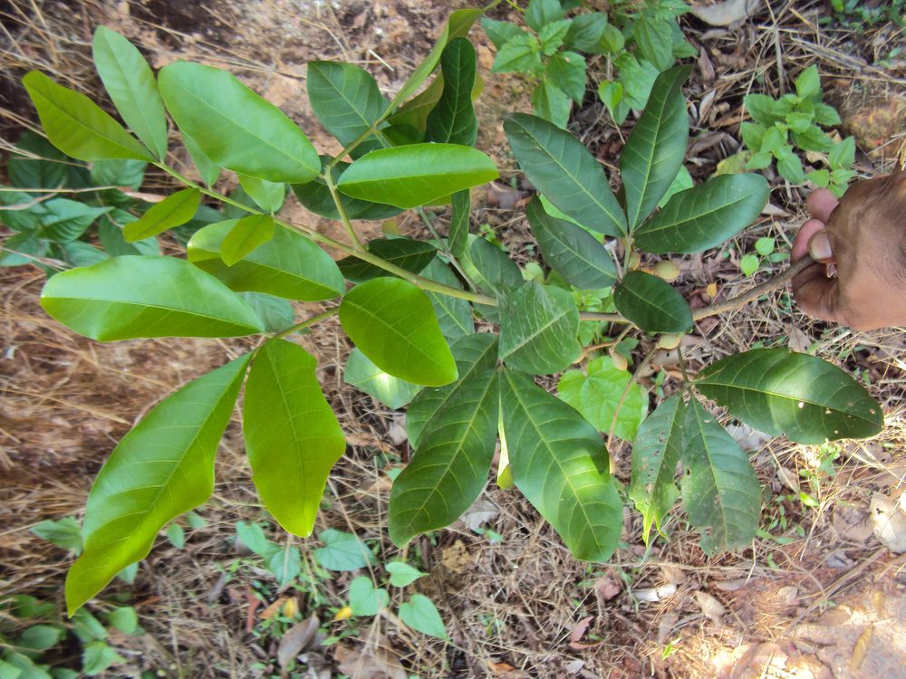 Aglaia elaeagnoidea