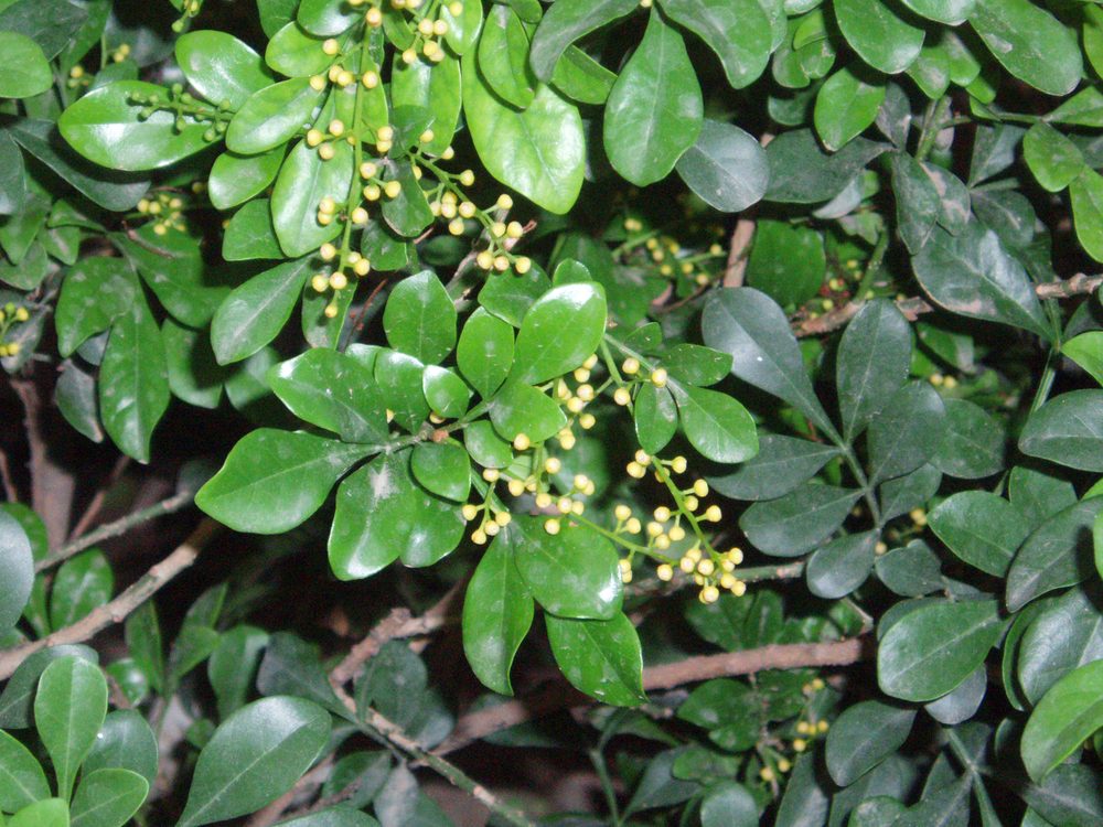 Chinese Rice Flower